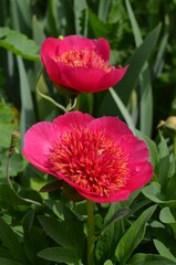 Blooming peony, Paeonia officinalis 'Anemoniflora'