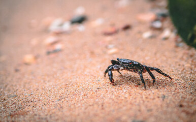 Cangrejo en la playa.