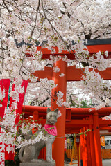連続した鳥居と満開の桜
