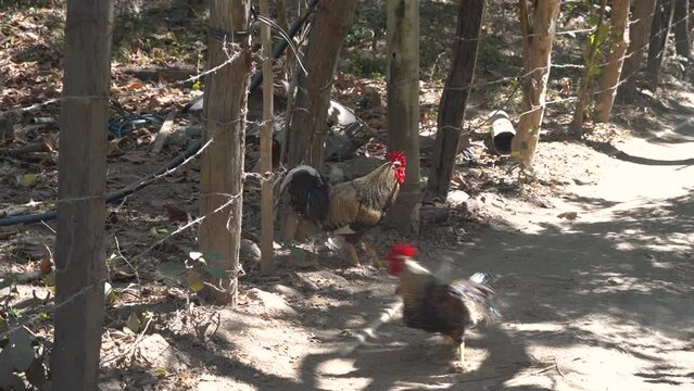 Chickens Fight Through Barbed Wire Fence.