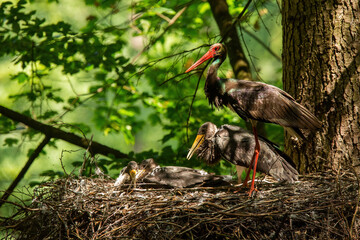 Family of black stork, ciconia nigra, nesting on tree in summer nature. Mother with young bird...
