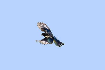 Common Magpie (Pica pica) in flight