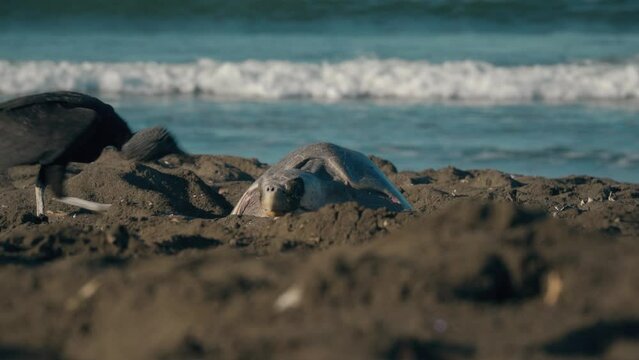 Turtle lays eggs in sand as bird of prey walks into shot and pecks the ground