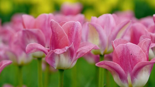 Close-up of pink tulips in a field of pink tulips. Tulips pink. Flower bright background horizontally. Tulipa. Liliaceae Family.