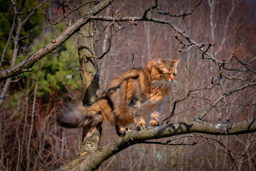 Funny portrait of beautiful cat standing on a branch against forest background.