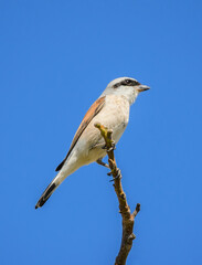 Red-backed shrike on a branch - Lanius collurio