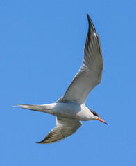 Common tern in flight - Sterna hirundo seagull