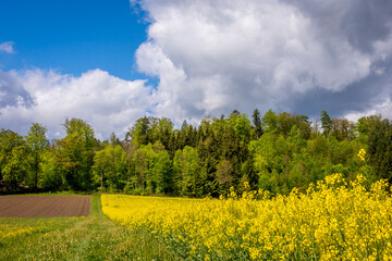 Rapeseed field, ploughed field and forest landscape in Spring, Aargau, Switzerland