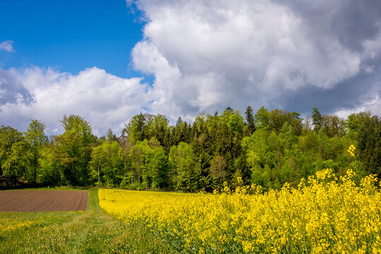 Rapeseed field, ploughed field and forest landscape in Spring, Aargau, Switzerland