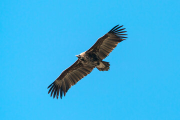 Silhouette Steppe eagle flying in blue sky
