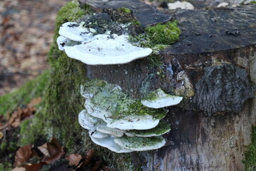 Fototapeta premium Polyporus, a fungus growing on a tree stump along with moss, forest still life