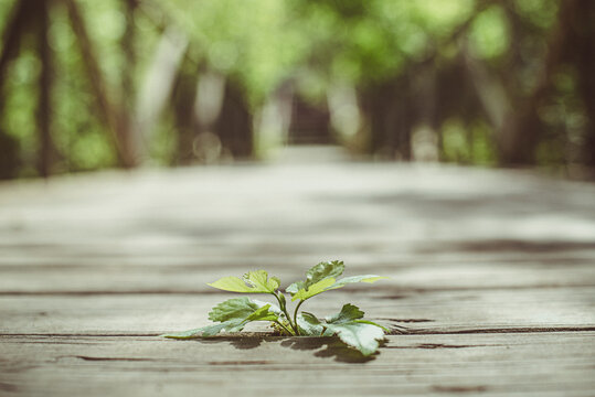 Close-Up of a plant growing through a gap in wooden bridge, Ebro Delta, Tarragona, Catalonia, Spain