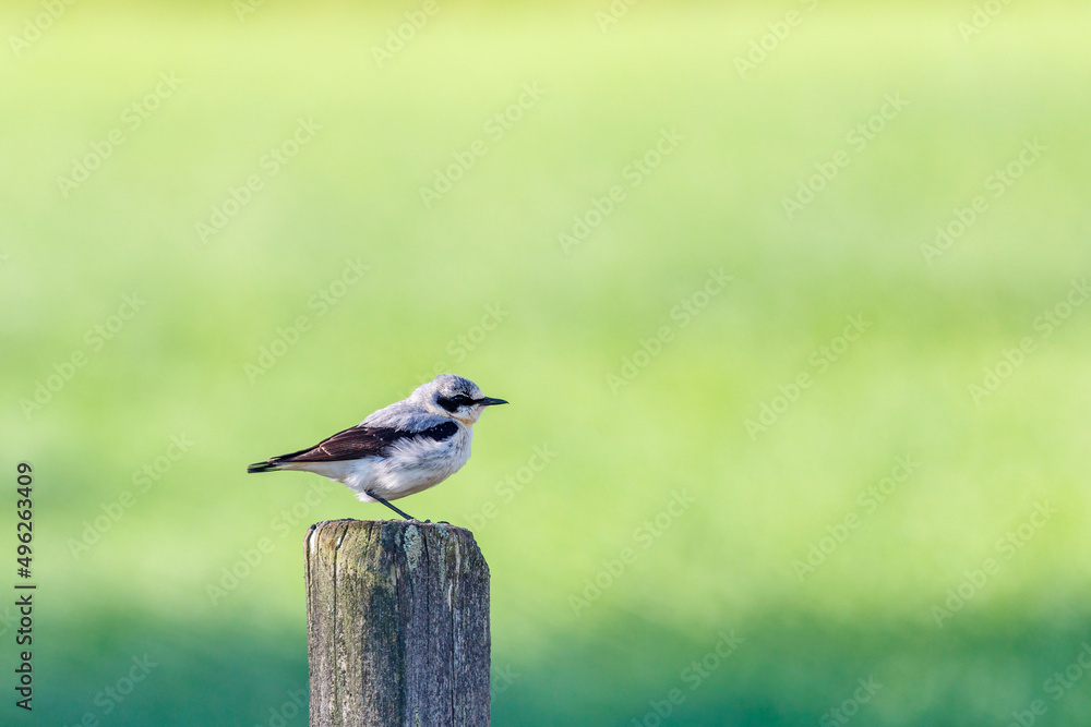 Sticker Alone Wheatear bird perched on a wooden pole in the summer