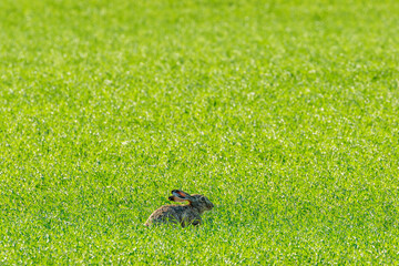 Brown hare sitting in the grass
