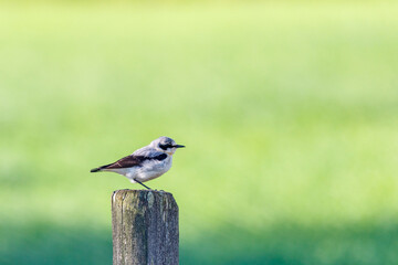Alone Wheatear bird perched on a wooden pole in the summer