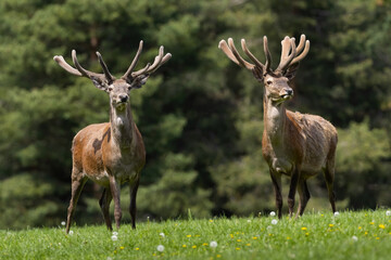 Two red deer, cervus elaphus, with velvet antlers standing on meadow. Pair of stags looking on field in summer. Wild mammals watching on glade in summertime