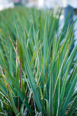 Green grass in the city close up.