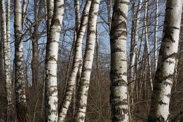 Fototapeta premium Wald mit nur Birken