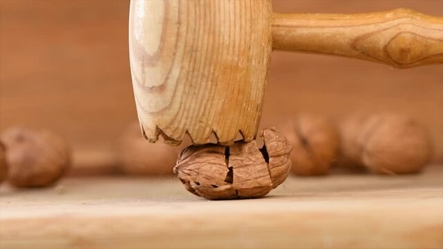Cracking a walnut with hammer, France