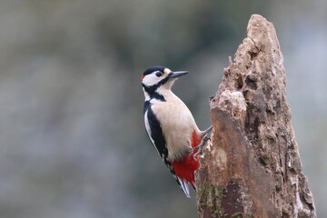spotted woodpecker on tree