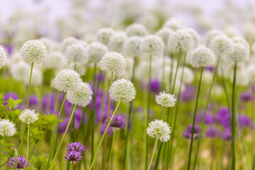 Blooming white and violet decorative onion plant in garden. Flower decorative onion. White and...