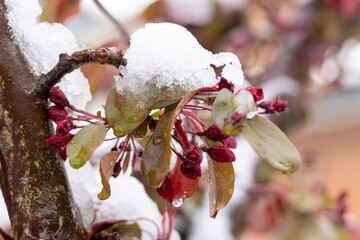 Snow damaging cherry tree, weather change in spring.