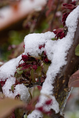 Snow damaging cherry tree, weather change in spring.