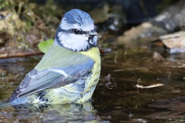 Blue tit in water