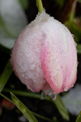 Garden tulips on the snow in April
