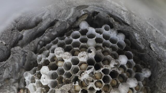 Inside wasp nest with grubs moving in the cells, top view