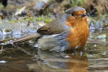 Robin in water