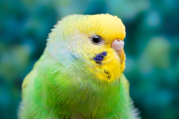 セキセイインコの横顔のアップ