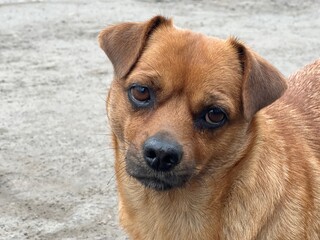  Sad unhappy dog mongrel from Ukraine.