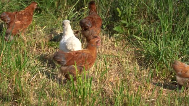 Baby Chicks Running on the Farm