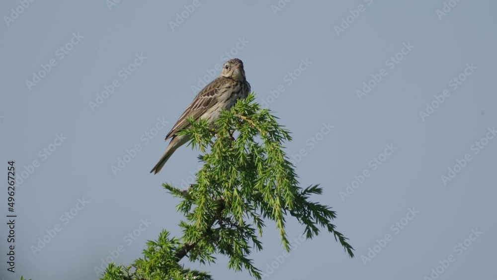 Poster full static shot of tree pipit standing bird on top of branch tree, day