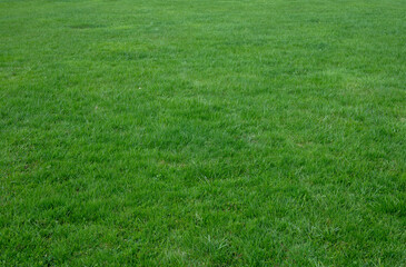 Saturated green grass on a meadow in summer - background.