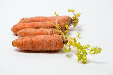 Sprouted carrots due to improper storage conditions. Isolate on a white background.