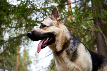 Atypical white Dog German Shepherd in a forest in a summer, spring or autumn day. Albino with white and black fur