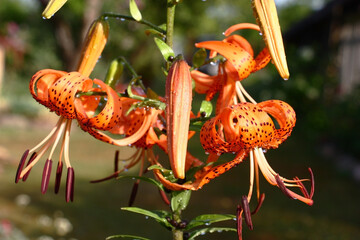 Solar summer morning after a rain.Bright orange lilies with narrow petals in claret points.