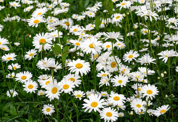 Fototapeta premium White daisies on a field in green grass.