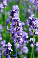 Blooming violet french lavender flower