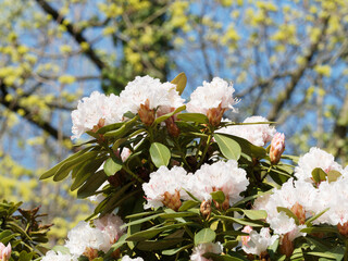 Rhododendron 'Jacksonii'. Schöner Ziergehölz mit dekorative blassrosa und weiße Blüte in...