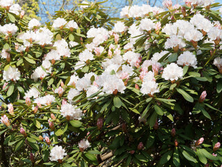 Rhododendron Hybride 'Jacksonii'.  Kleiner Strauch breitbuschig mit braun Rinde. Rosa bis weiße Blüte mit gelber Zeichnung. Breit-oval laub, zugespitzt, gewölbt , mattgrün