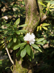 Rhododendron 'Jacksonii' . Ziergehölzmit braun Rinde, weiß und rosa frühlingsblühend, gelb gefleckte Kronen und langen Staubgefäßen im dichten hellgrüne lanzettliche Blätter
