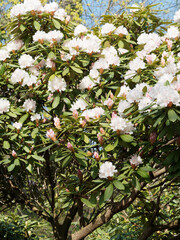 Obraz na płótnie Canvas Rhododendron 'Jacksonii'. Kleinstrauch. Frühlingsblüte mit zahlreiche trichterförmige, hellrosafarbene Blüten mit langen Staubblättern und hellgrüne lanzettliche Blätter