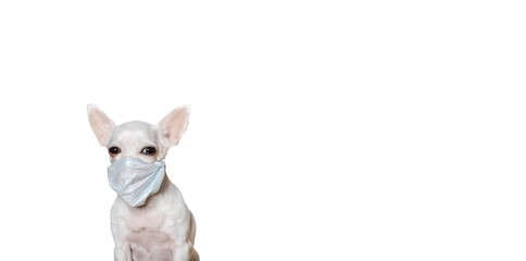 Chihuahua in a medical mask to protect against the virus sits on a white background banner and looks attentively at the camera. Studio photography of a white dog.