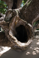 Close-up shot of tree hollow growing in a tropical rainforest.