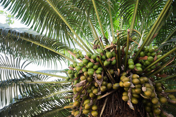 Obraz premium The tree ferns with fruit grow vigorously in tropical rainforests.