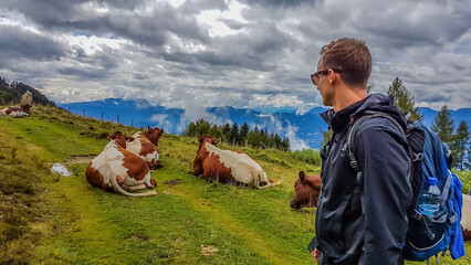 A young man encounters a herd of cows on a hiking rail. Cows are lying on the trail.  Brown and...