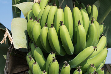 Unripe bananas hanging on a tree on the banana plantation. Close-up shot of unripe bananas.